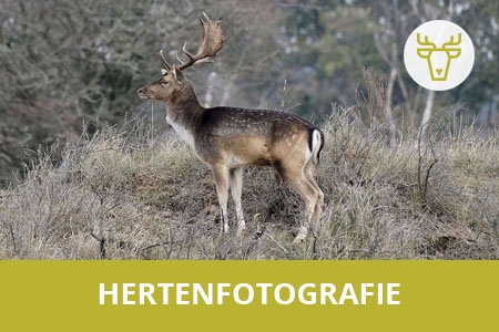 leren herten fotograferen