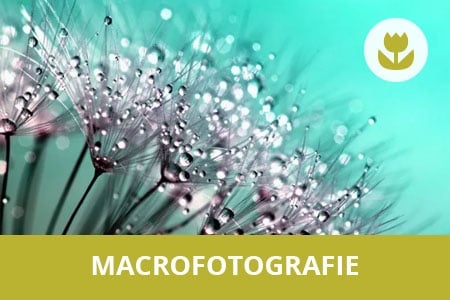 beste cursus in macro fotografie