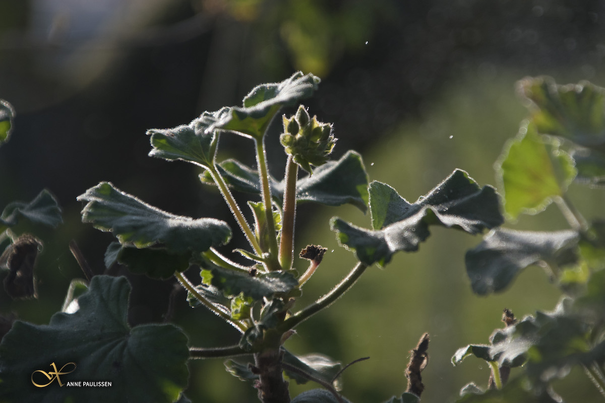 camera hack zonder plantenspuit