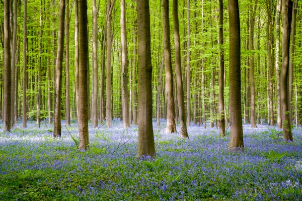 fotograaf-mark-de-rooij-belgie-hallerbos Fotograaf Mark de Rooij - Landschapsfotograaf