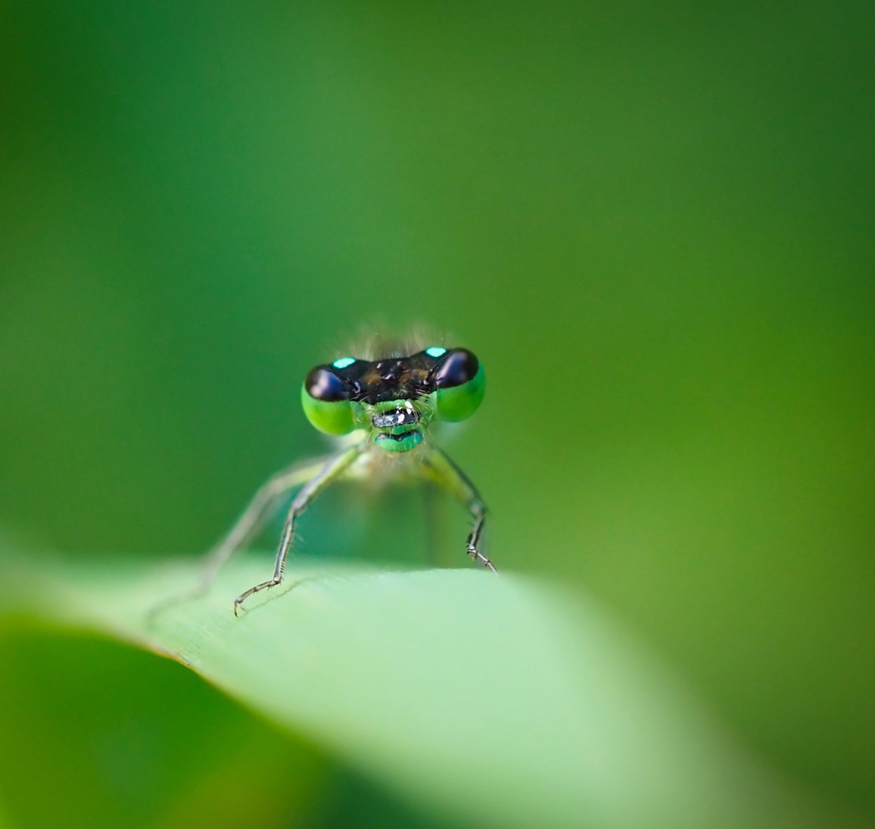 Tips voor een mooie compositie bij macrofotografie