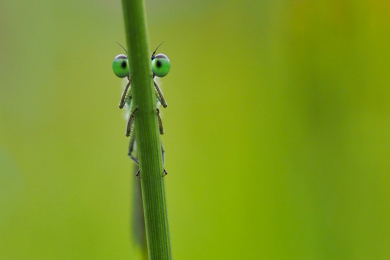 Tips voor een mooie compositie bij macrofotografie