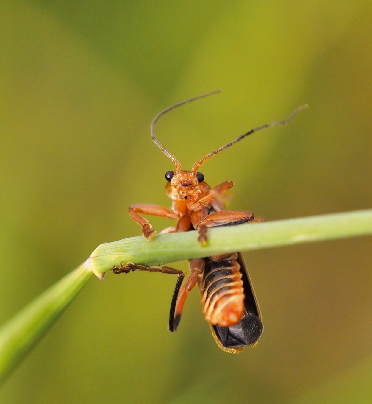 Tips voor een mooie compositie bij macrofotografie