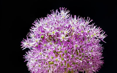 Focus stacking in Photoshop CC Focus Stacking met een bloem