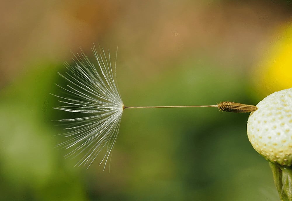 Fotografie tips voor mooiere macro foto's