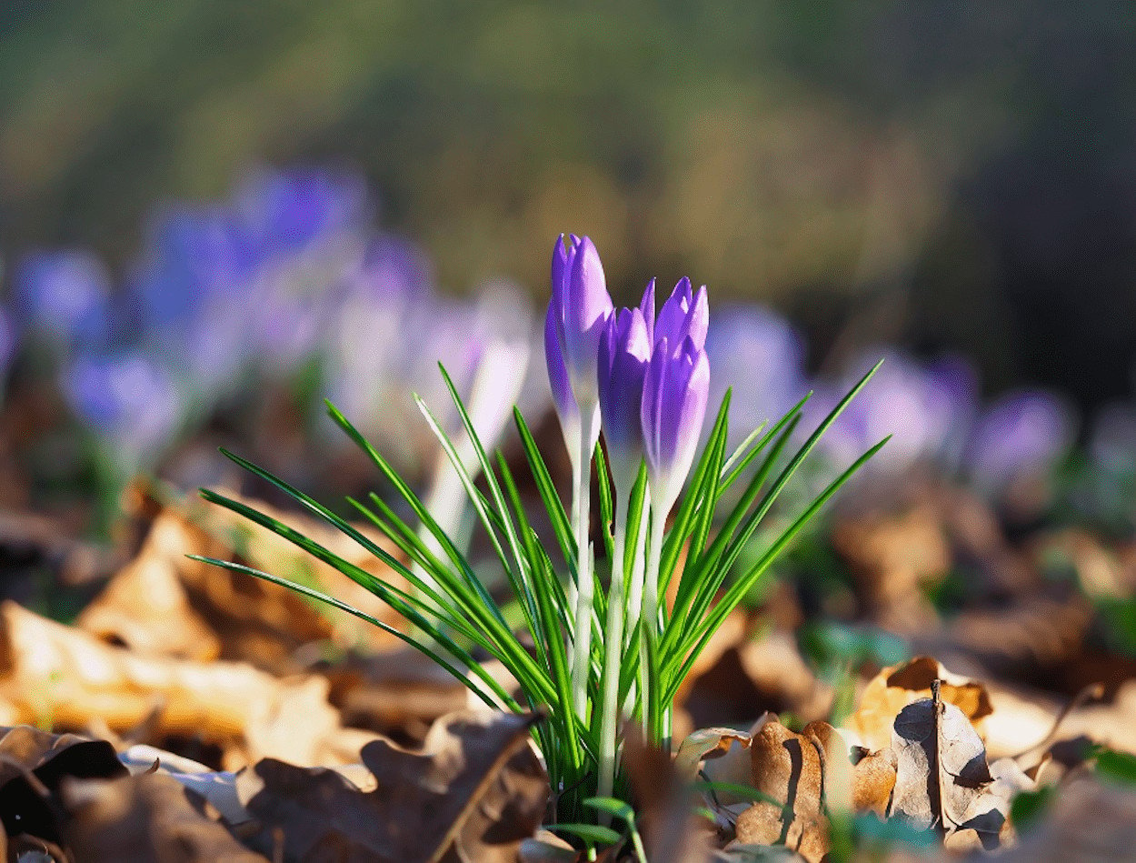 welke instellingen voor mooie macro fotos