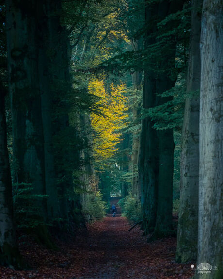 Workshop boslandschappen fotograferen