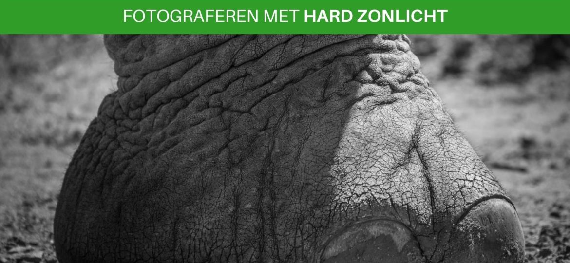 Foto's maken met hard zonlicht