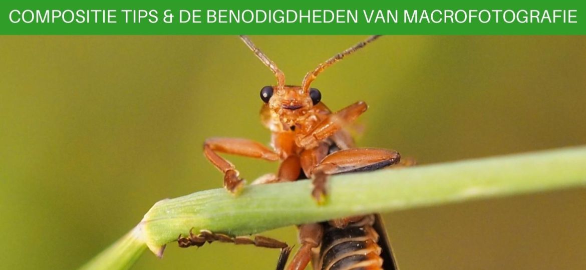 Compositietips en benodigdheden voor het maken van mooie macro foto's