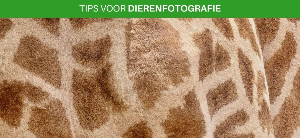 Fotografietips voor het fotograferen van dieren