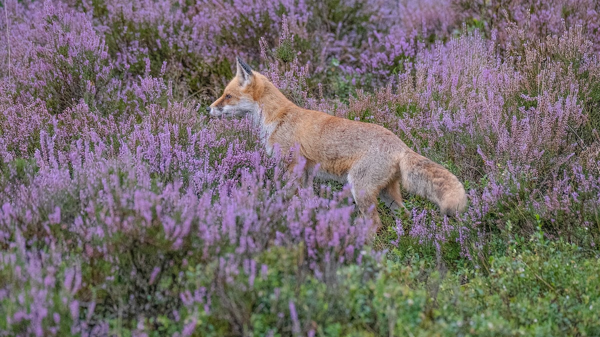 fotografietips dierenfotografie scherpstellen