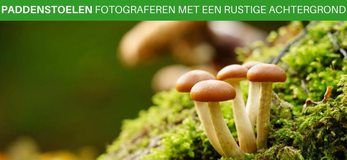 Paddenstoelen fotograferen met een rustige achtergrond