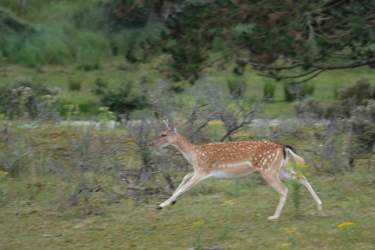 tips dierenfotografie bewegende dieren panning