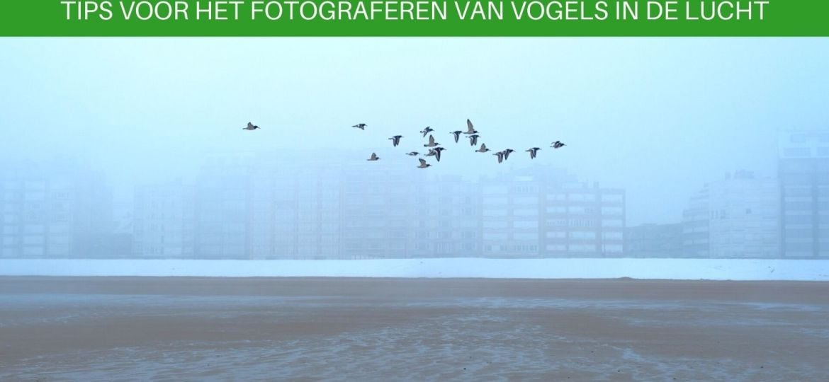 Fotografie tips voor het fotograferen van vliegende vogels in de lucht