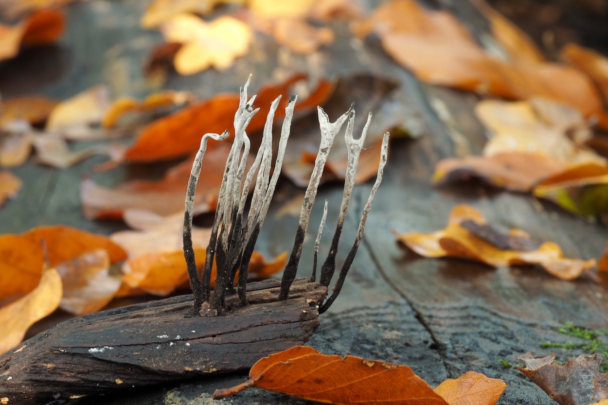 Herfstfotografie tips macro paddenstoelen