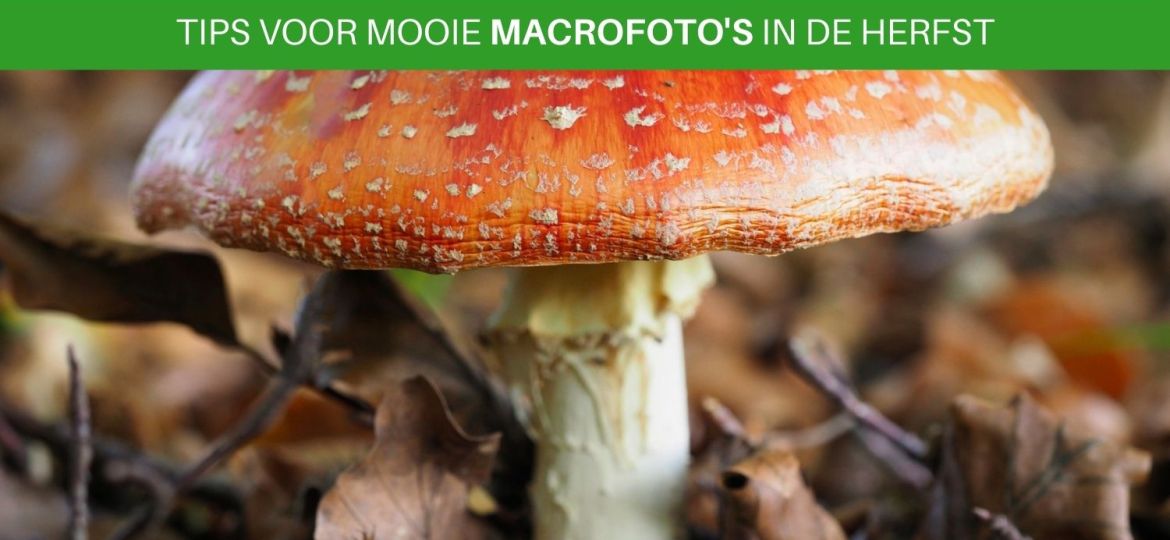 Tips voor mooie macrofoto's in de herfst