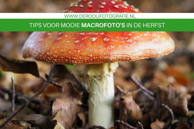 Tips voor mooie macrofoto's in de herfst