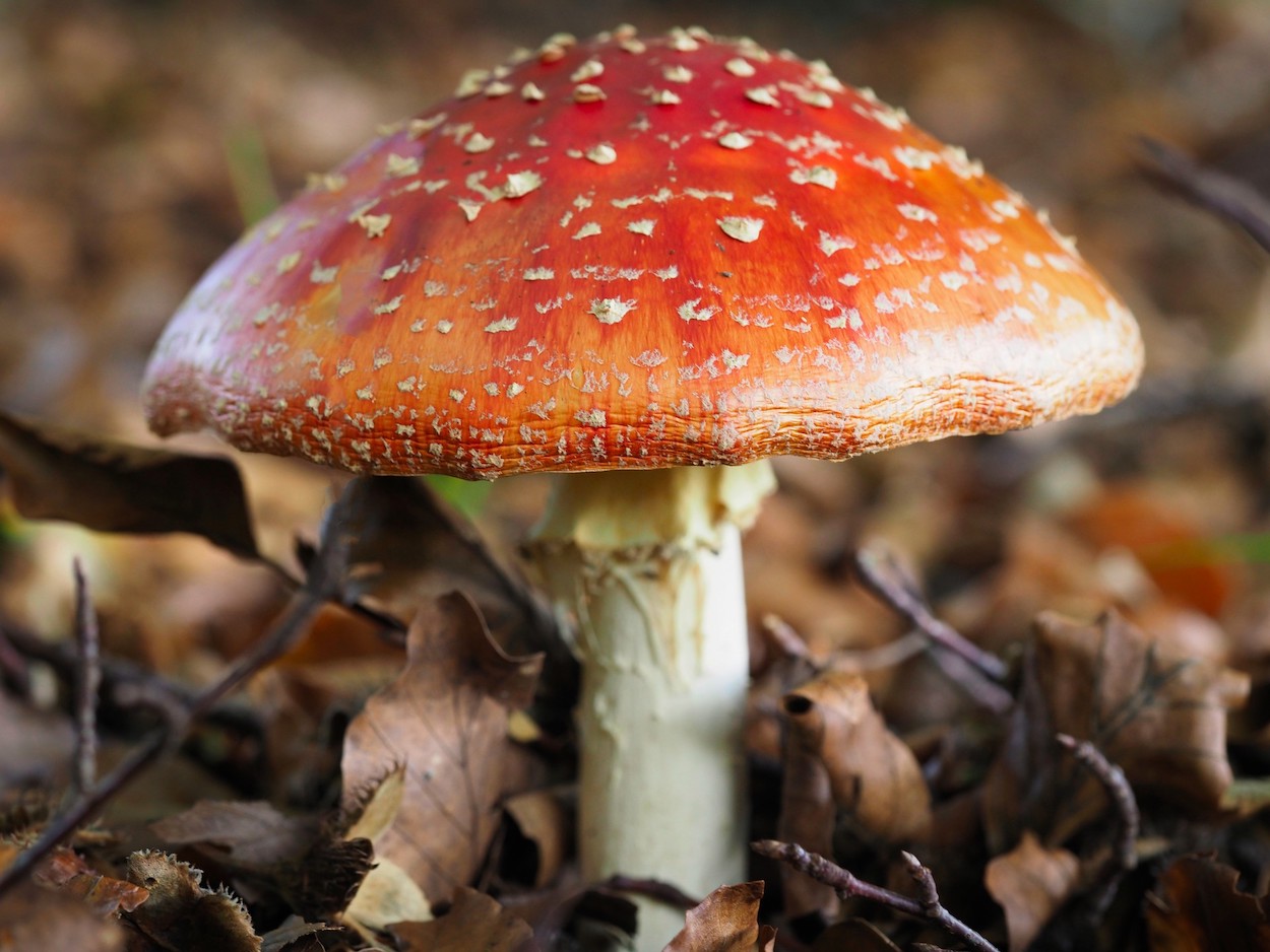 fotografie tips macrofotografie herfst paddenstoelen