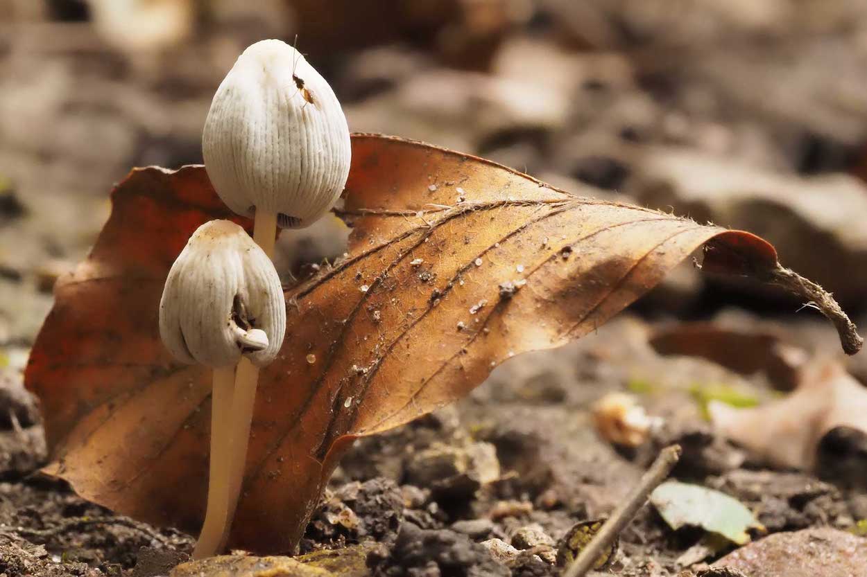 tips voor mooie herfstfotos macro fotografie