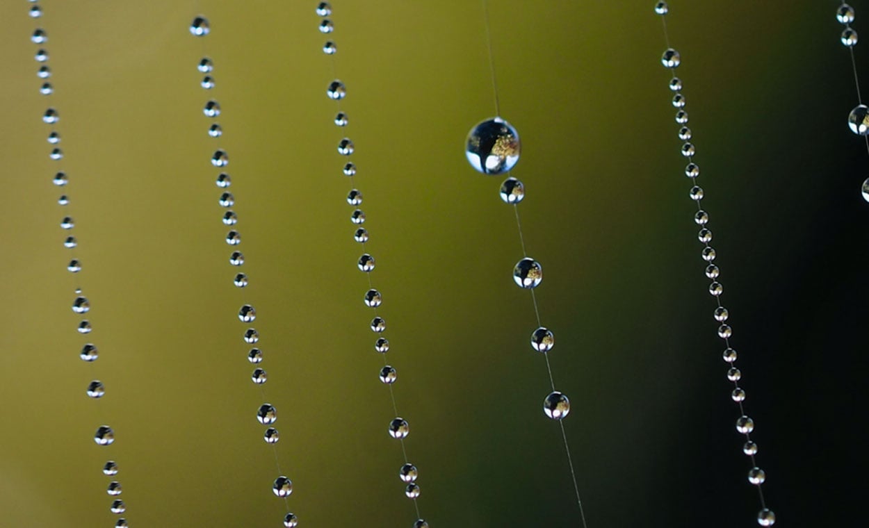 Macrofotografie van dauwdruppels op een spinnenweb