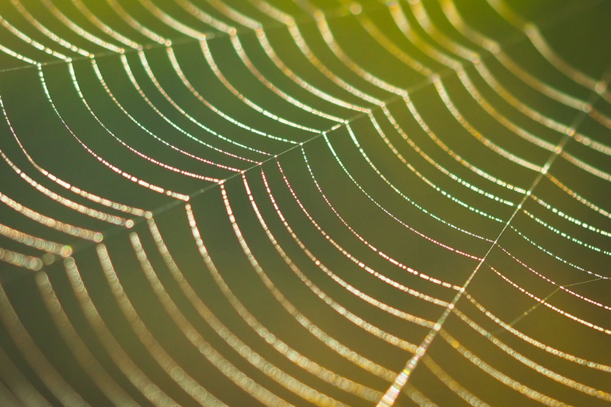 dauwdruppels op een spinnenweb fotograferen