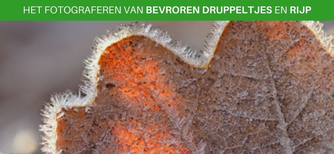 Het fotograferen van bevroren druppels en rijp