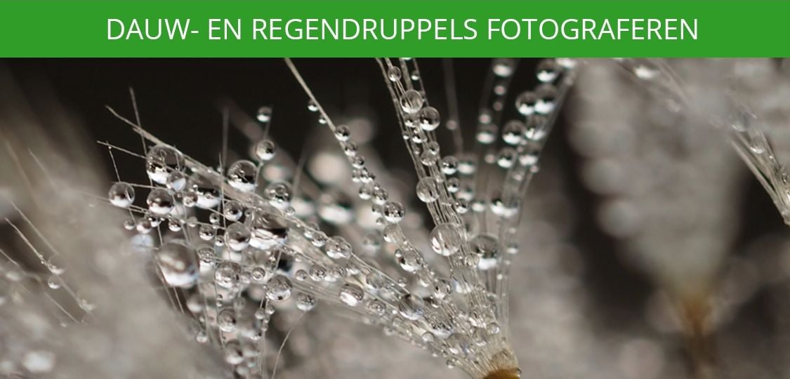 Macro fotografie tips voor het fotograferen van dauwdruppels