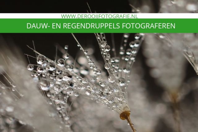 Macro fotografie tips voor het fotograferen van dauwdruppels