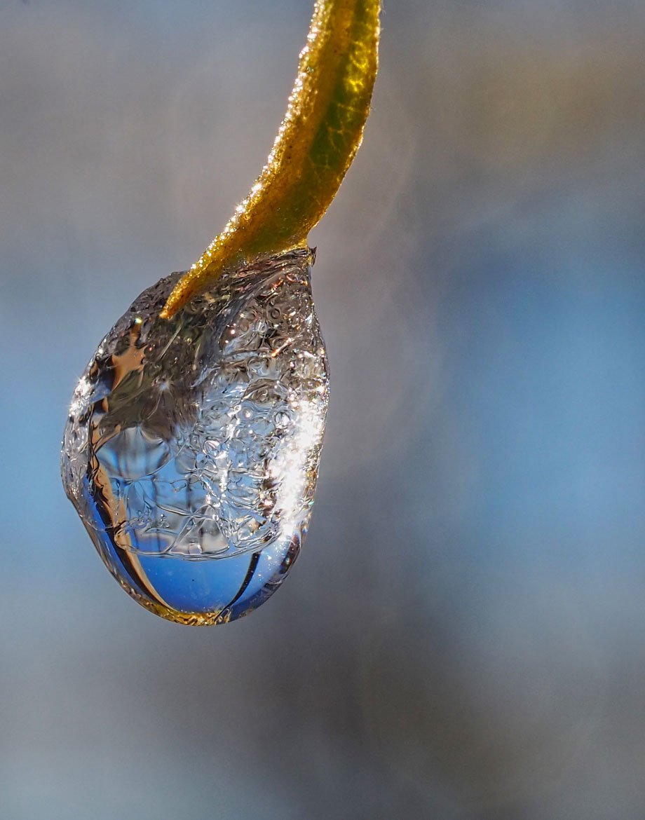 Bevroren bloesem fotograferen in de lente met een macrolens