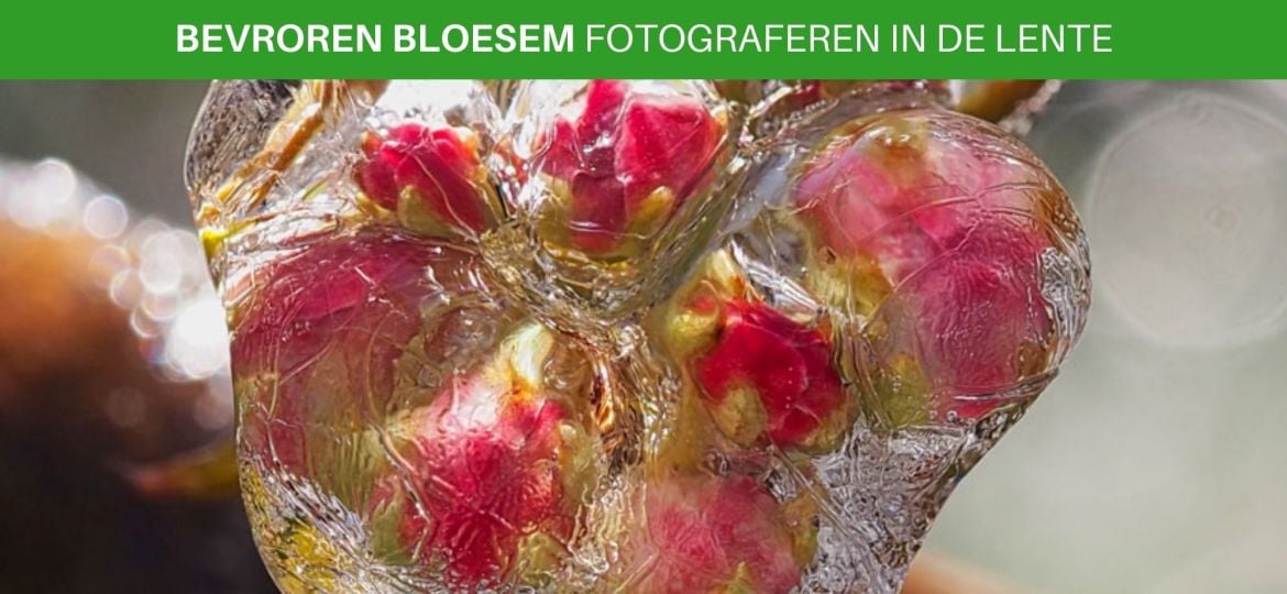 Bevroren bloesem fotograferen macro tips