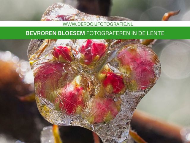 Bevroren bloesem fotograferen macro tips