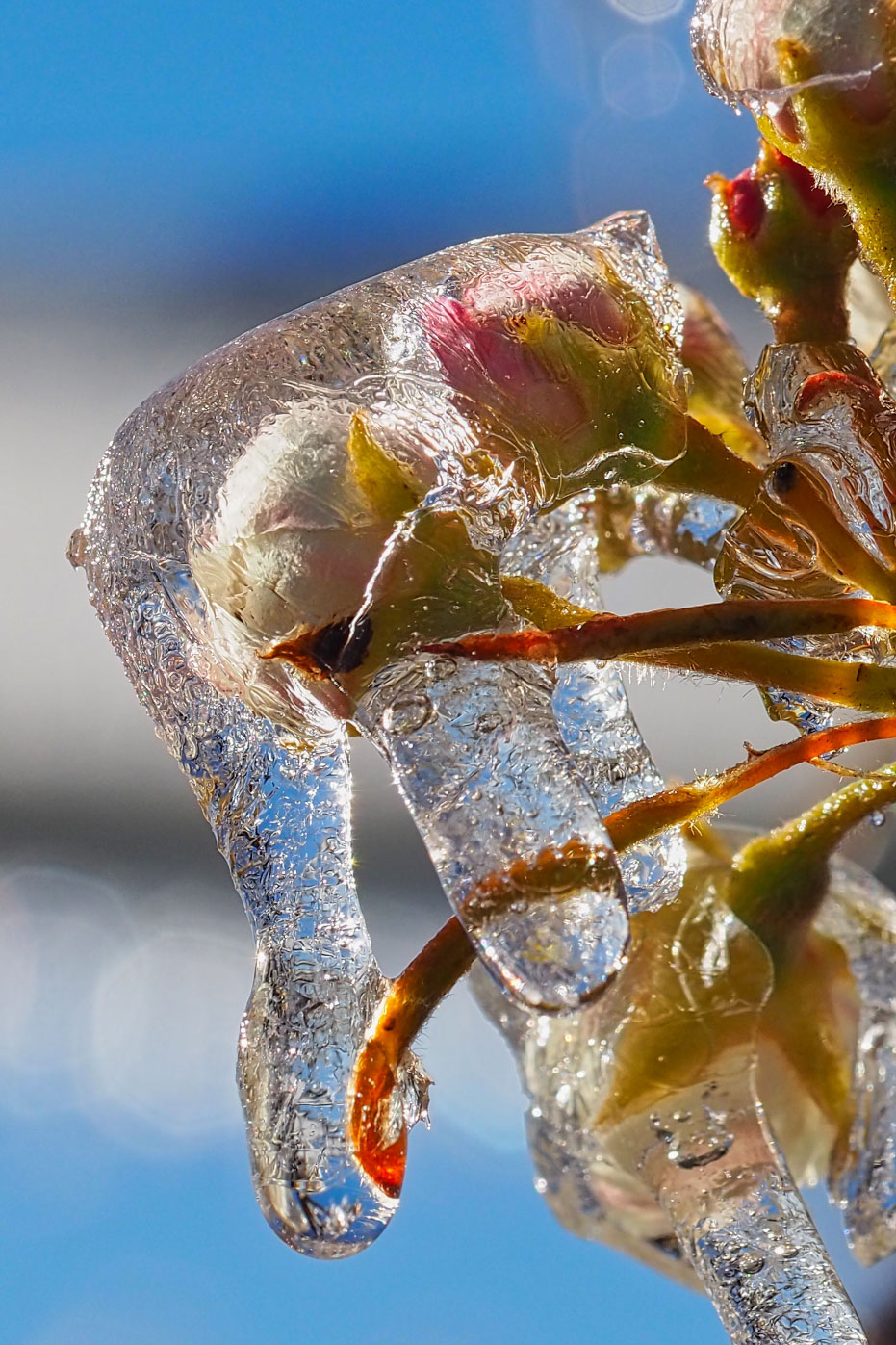 Bevroren bloesem fotograferen in de lente met een macrolens