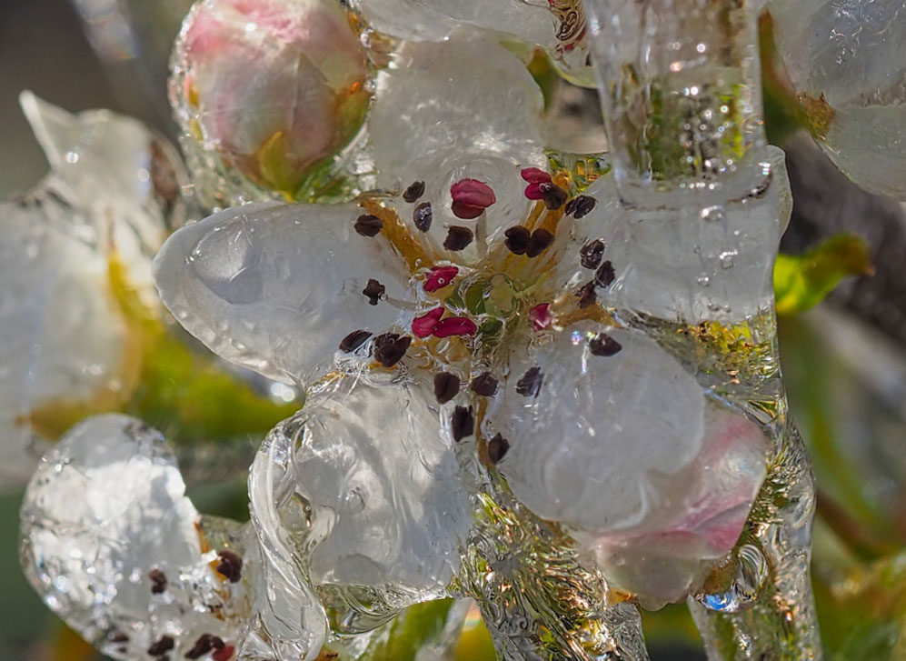 Bevroren bloesem fotograferen in de lente met een macrolens