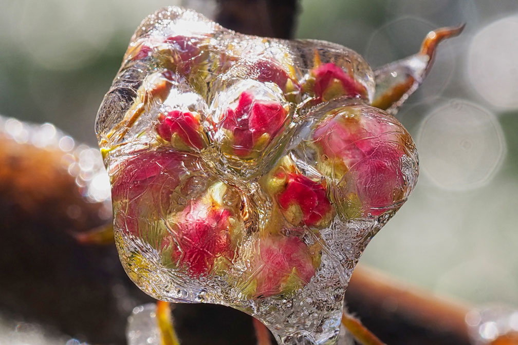 Bevroren bloesem fotograferen in de lente met een macrolens