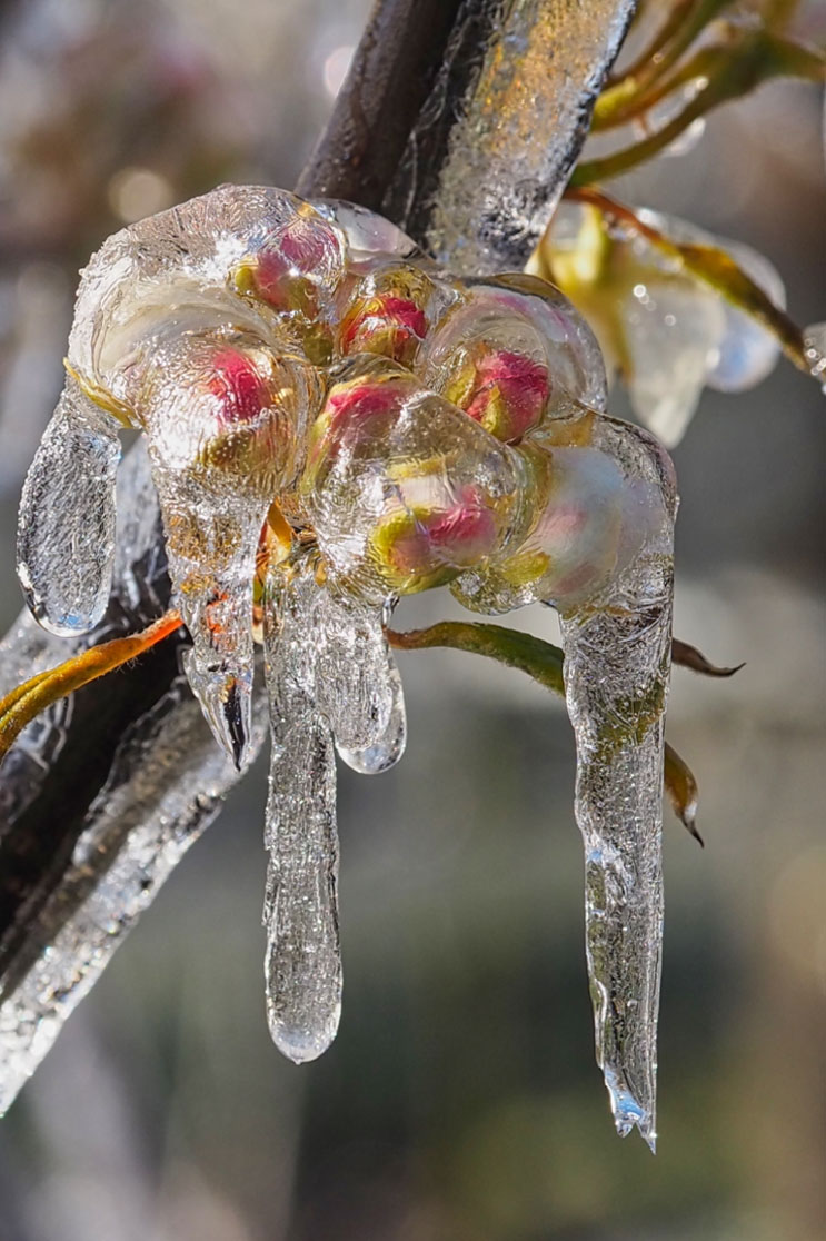 Bevroren bloesem fotograferen in de lente met een macrolens