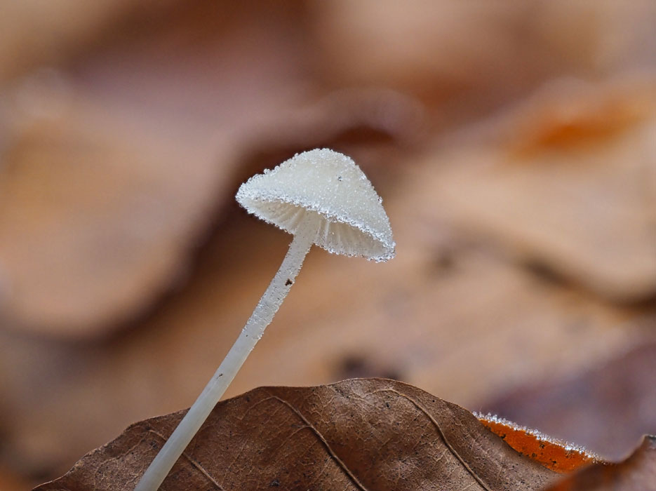 rijp op paddenstoelen fotograferen met een macrolens