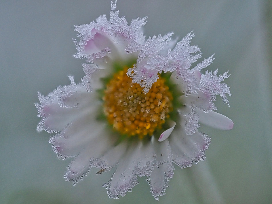 Rijp op bloemen en planten fotograferen met een macrolens