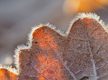 bevroren druppels fotograferen met een macrolens