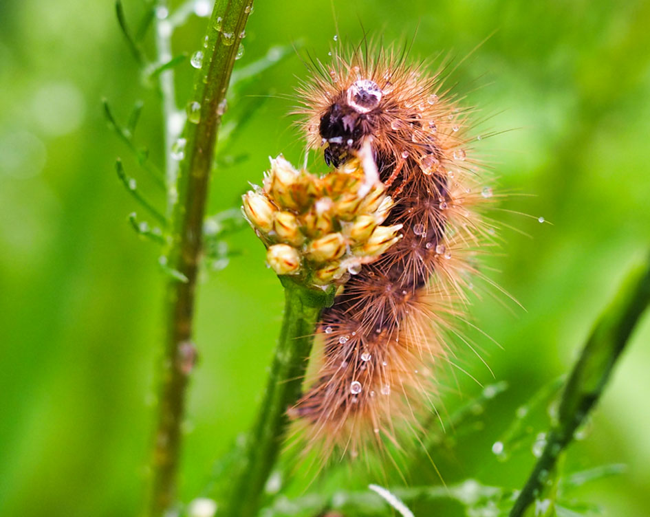 fotografie tips macro insecten 1