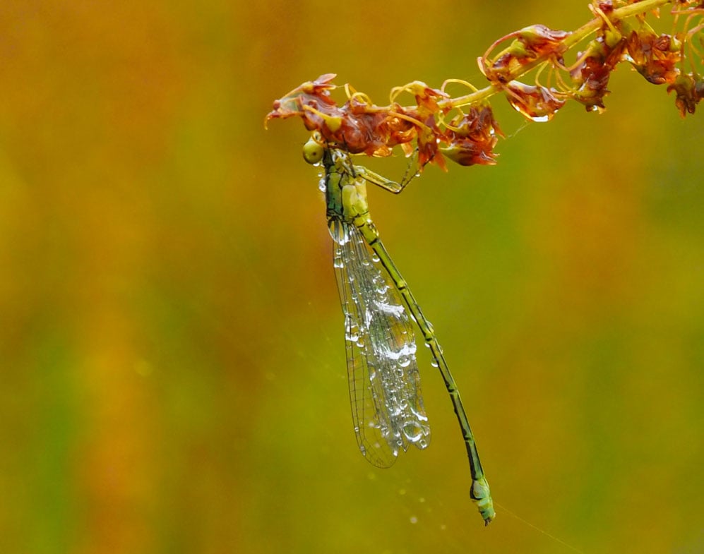 Insecten fotograferen met regendruppels macro