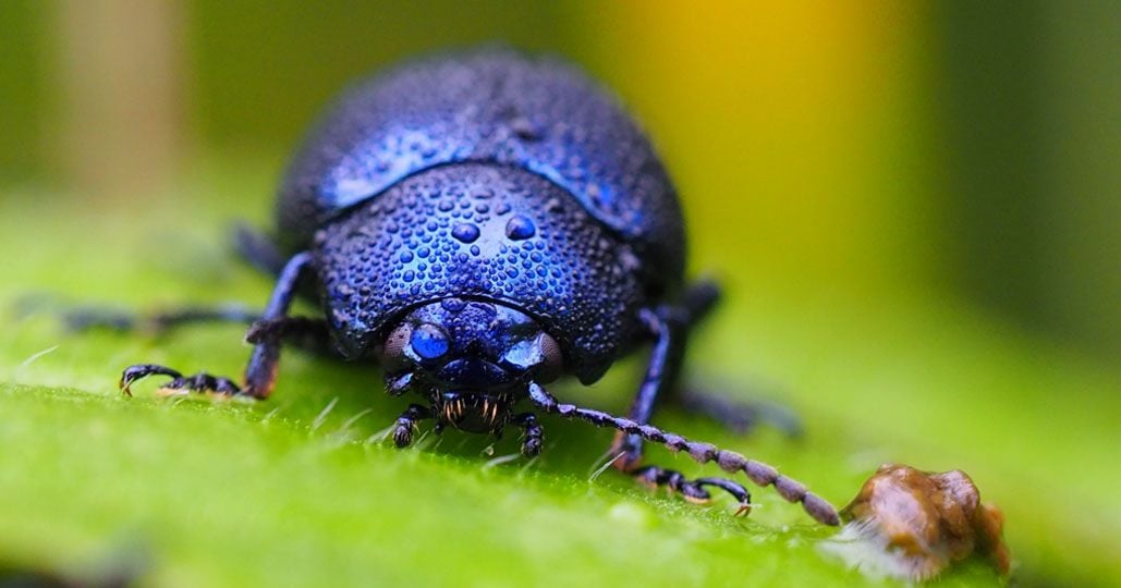 Insecten fotograferen met regendruppels tips