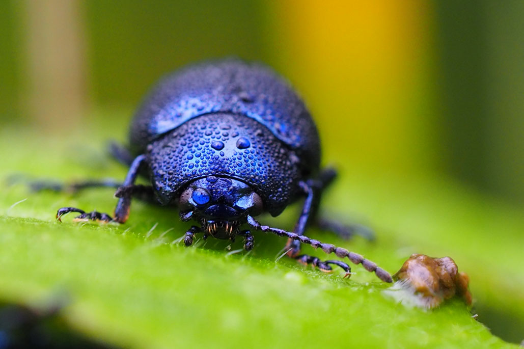 Insecten fotograferen met regendruppels tips