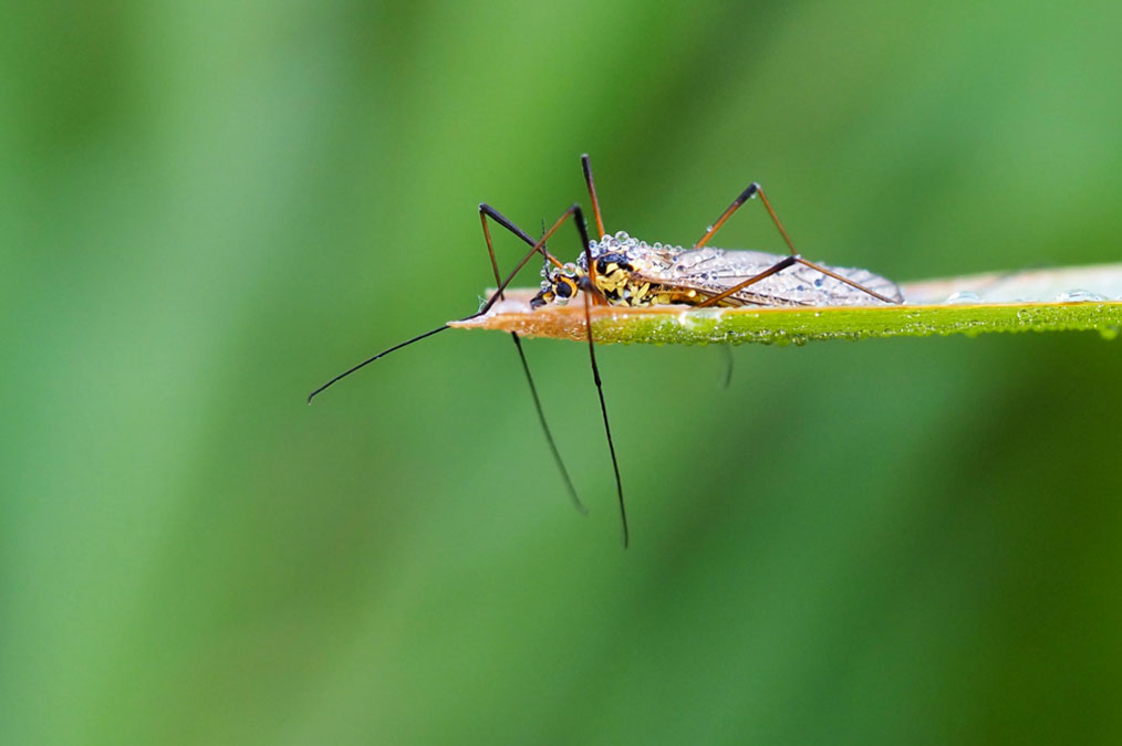 Insecten fotograferen met regendruppels macro