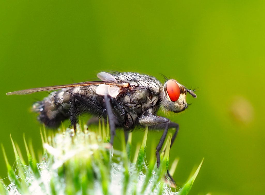 Insecten fotograferen met regendruppels macro