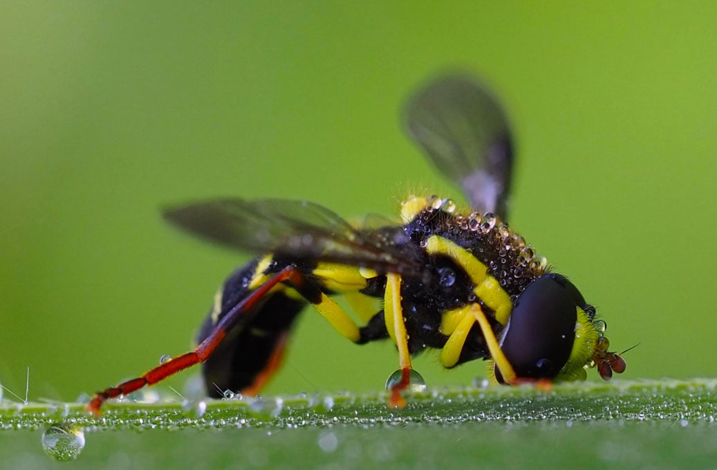 Insecten fotograferen met regendruppels macro