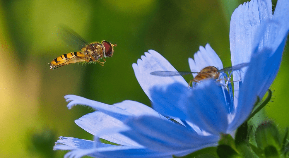 scherpe macrofoto's maken van zweefvliegen