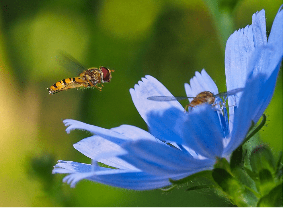 macrofotografie zweefvliegen