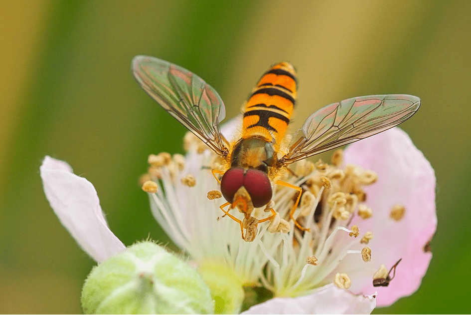 scherpe macro foto zweefvliegen