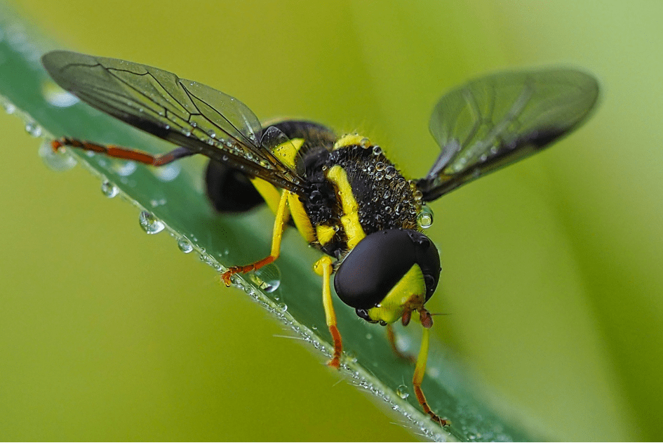 scherpe macrofotografie zweefvliegen