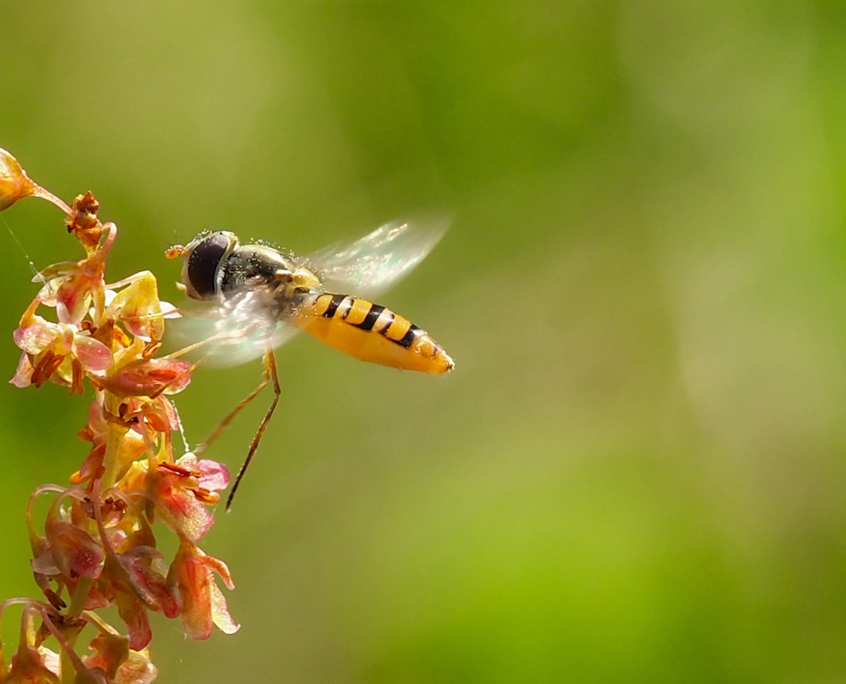 zweefvliegen fotograferen macro